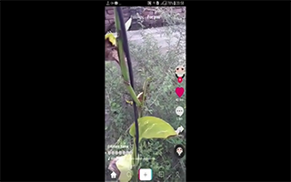 tiktok clone